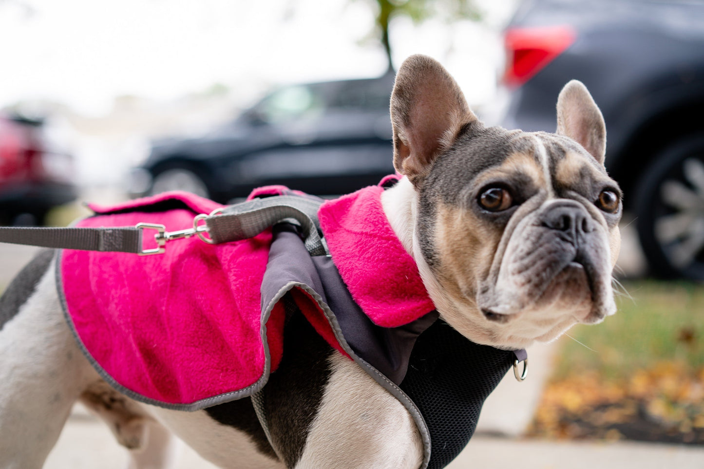 2-in-1 Travel Dog Vest With Built In Harness - Fuschia